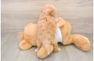Maltipoo Puppy for Adoption