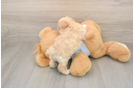 Maltipoo Puppy for Adoption