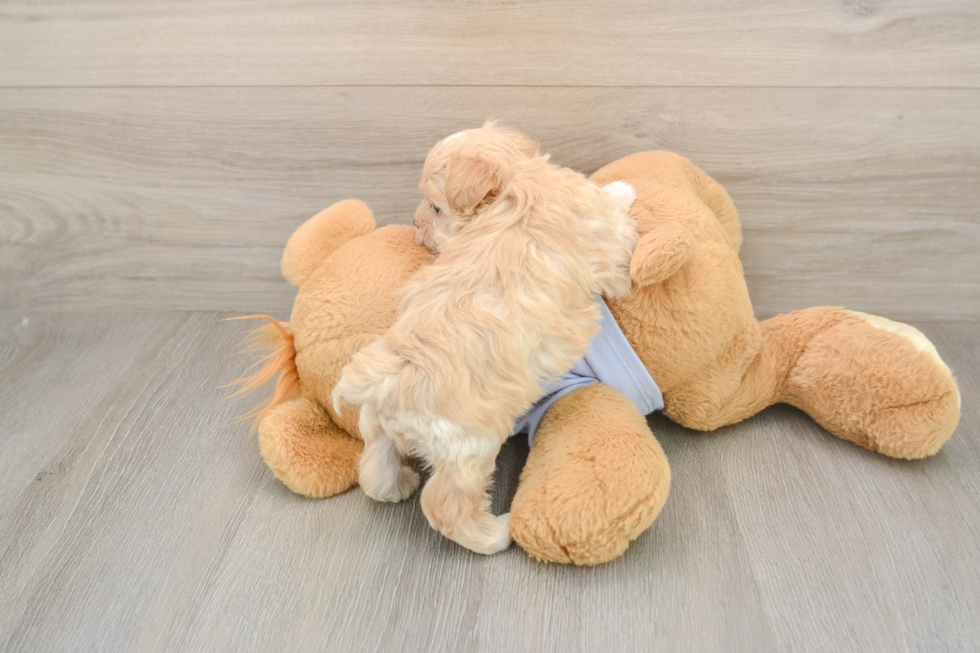 Maltipoo Puppy for Adoption