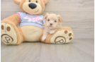 Friendly Maltipoo Baby