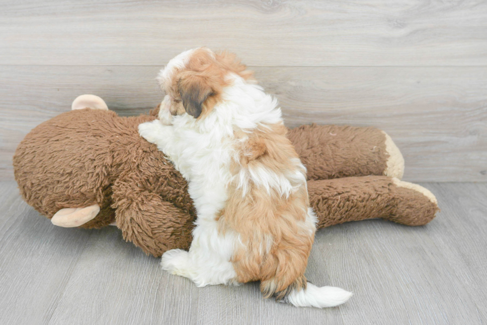 Cute Maltese Poodle Poodle Mix Puppy