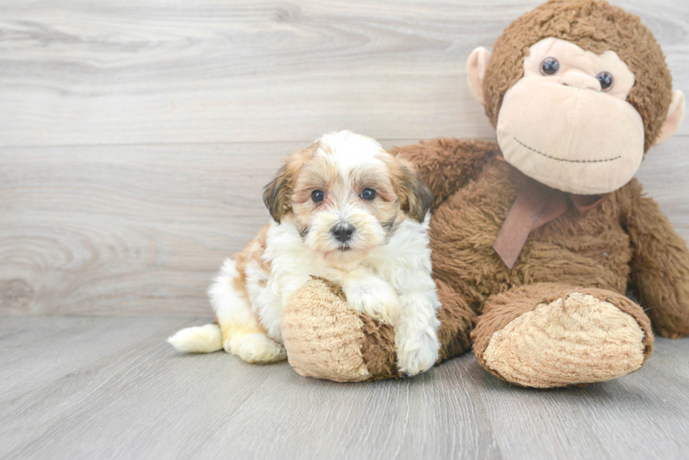 Cute Maltese Poodle Poodle Mix Puppy