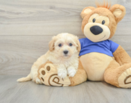 8 week old Maltipoo Puppy For Sale - Florida Fur Babies