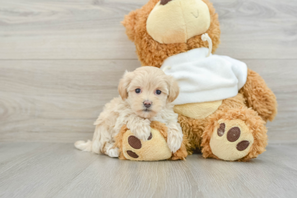 Best Maltipoo Baby