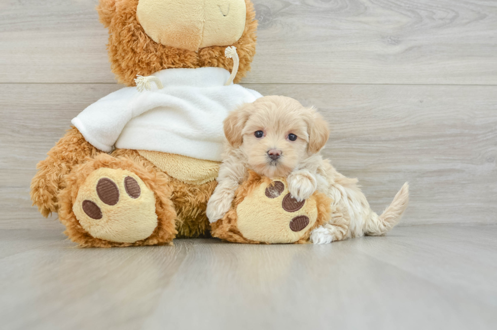 8 week old Maltipoo Puppy For Sale - Florida Fur Babies