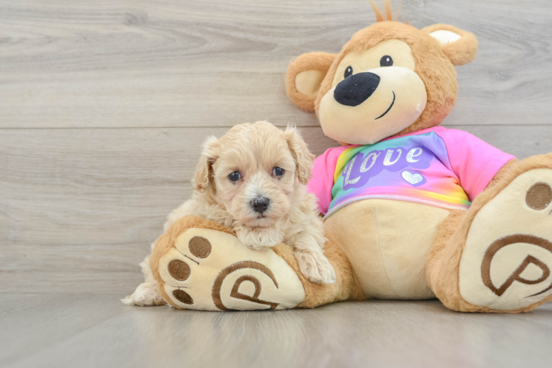 Meet Uma - our Maltipoo Puppy Photo 1/3 - Florida Fur Babies