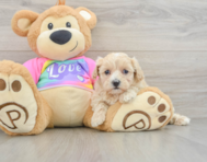 7 week old Maltipoo Puppy For Sale - Florida Fur Babies