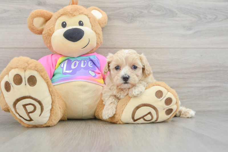 Meet Uma - our Maltipoo Puppy Photo 3/3 - Florida Fur Babies