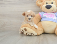 9 week old Maltipoo Puppy For Sale - Florida Fur Babies
