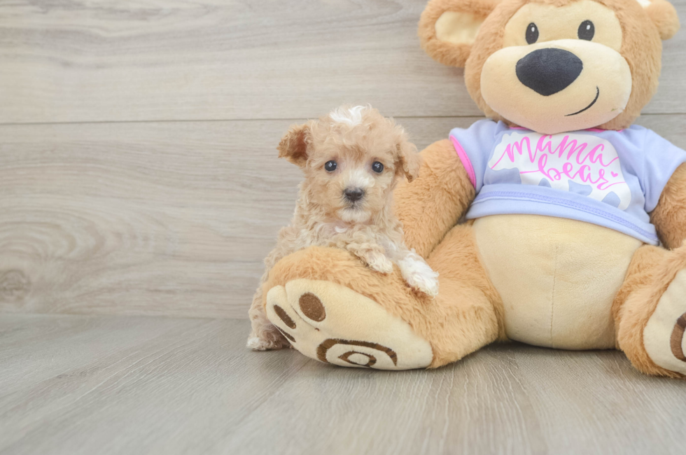 7 week old Maltipoo Puppy For Sale - Florida Fur Babies