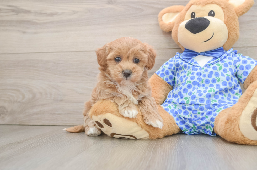 5 week old Maltipoo Puppy For Sale - Florida Fur Babies