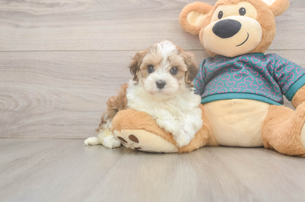 5 week old Maltipoo Puppy For Sale - Florida Fur Babies