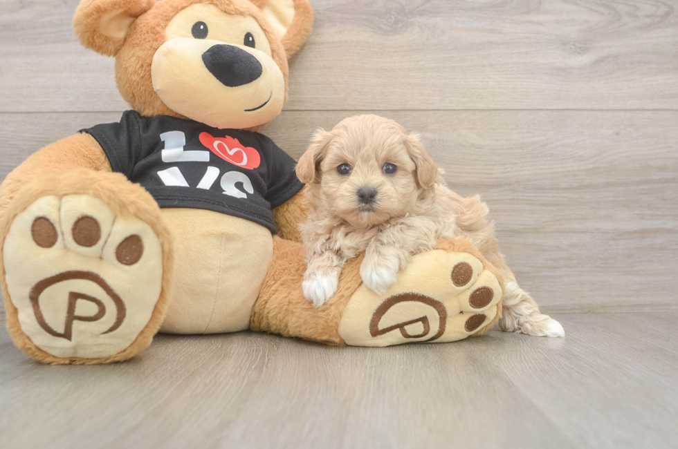 5 week old Maltipoo Puppy For Sale - Florida Fur Babies