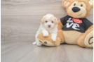 Energetic Malt a Poo Poodle Mix Puppy