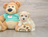 7 week old Maltipoo Puppy For Sale - Florida Fur Babies