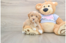 Maltipoo Puppy for Adoption