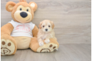 Happy Maltipoo Baby