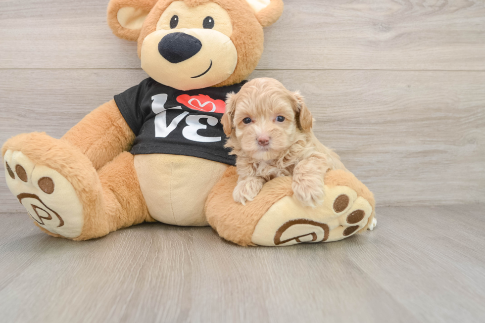 Maltipoo Pup Being Cute