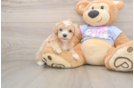 Hypoallergenic Maltepoo Poodle Mix Puppy