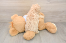 Maltipoo Puppy for Adoption