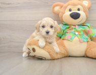 8 week old Maltipoo Puppy For Sale - Florida Fur Babies