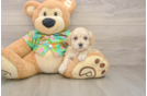 Playful Maltese Poodle Poodle Mix Puppy