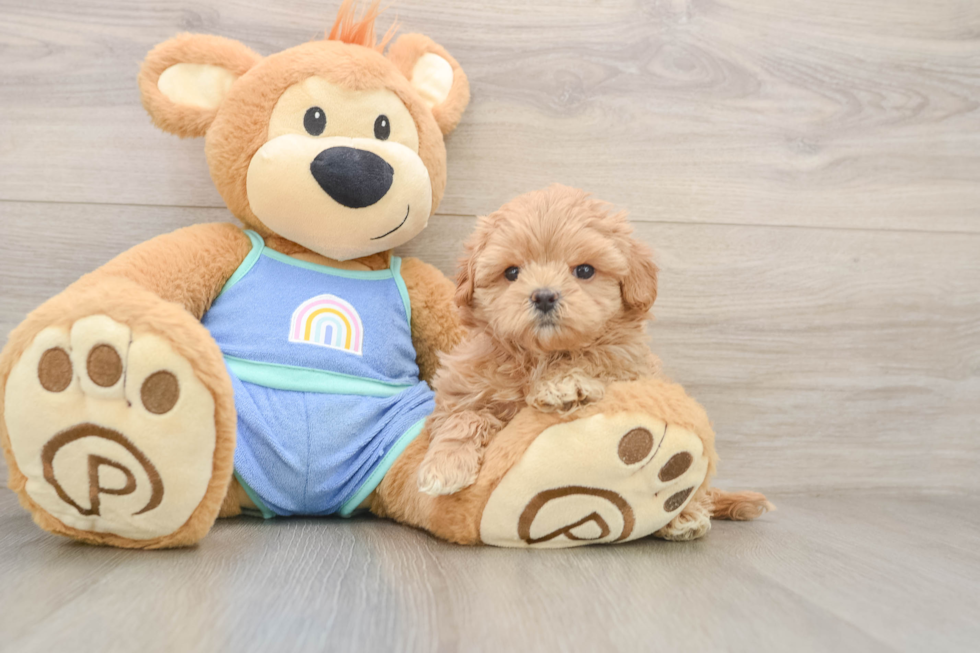 Maltipoo Puppy for Adoption