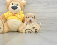 7 week old Maltipoo Puppy For Sale - Florida Fur Babies