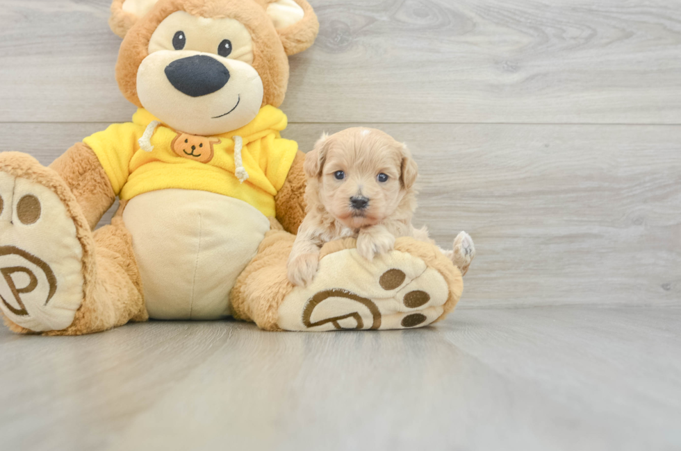 5 week old Maltipoo Puppy For Sale - Florida Fur Babies