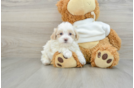 Maltipoo Puppy for Adoption