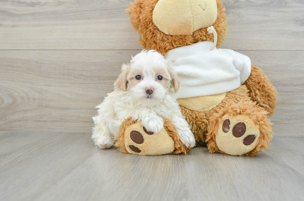 8 week old Maltipoo Puppy For Sale - Florida Fur Babies