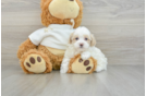 Best Maltipoo Baby