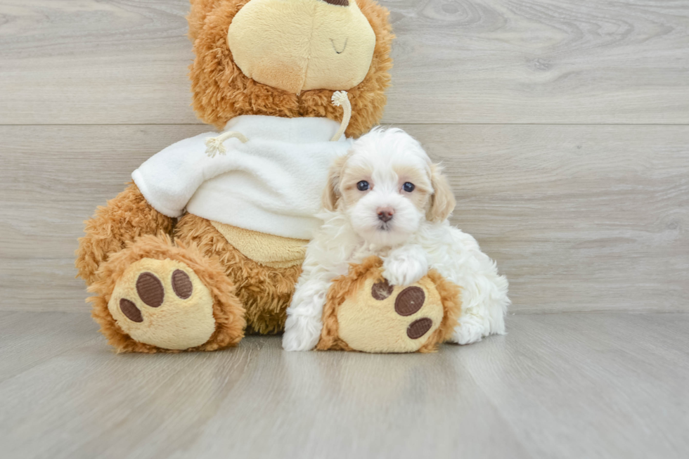 Best Maltipoo Baby