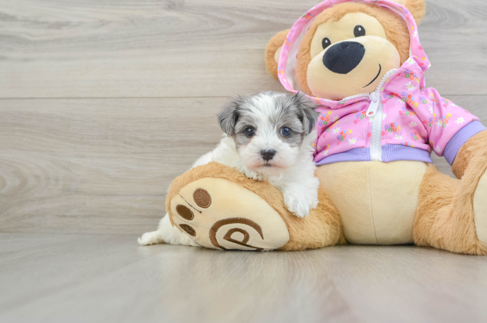 5 week old Maltipoo Puppy For Sale - Florida Fur Babies