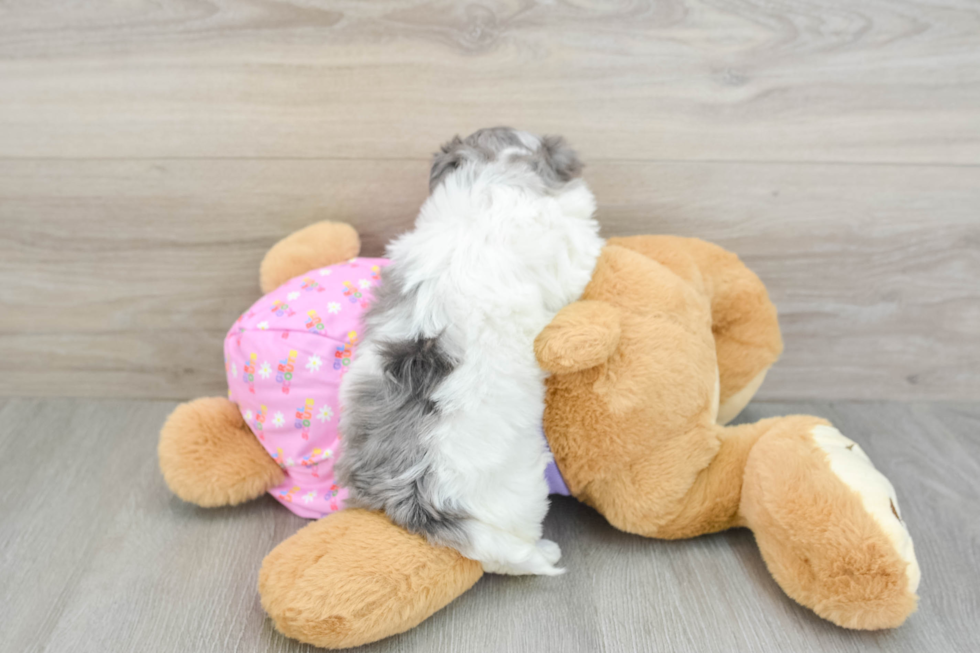 Maltipoo Pup Being Cute