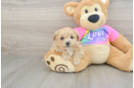 Energetic Maltese Poodle Poodle Mix Puppy