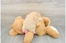 Fluffy Maltipoo Poodle Mix Pup