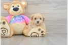 Fluffy Maltipoo Poodle Mix Pup