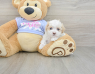 8 week old Maltipoo Puppy For Sale - Florida Fur Babies