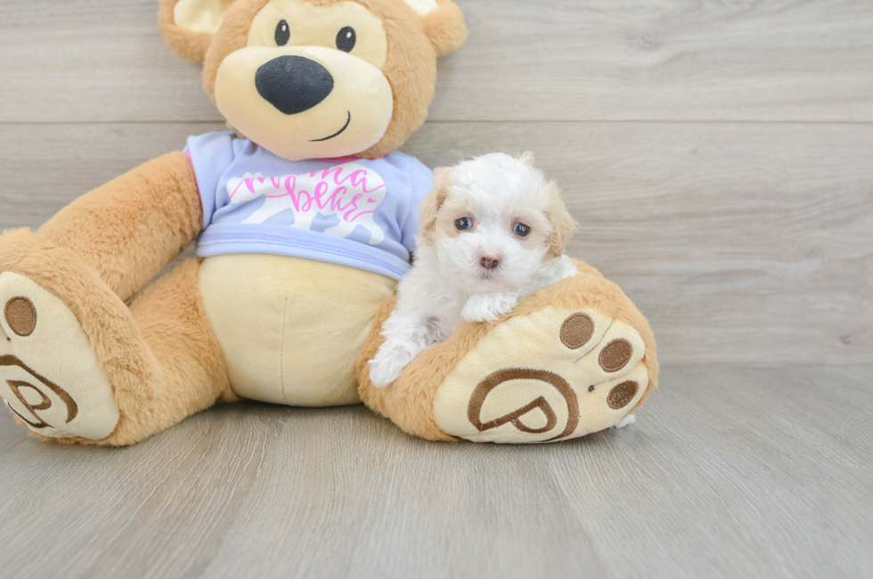 5 week old Maltipoo Puppy For Sale - Florida Fur Babies