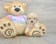 9 week old Maltipoo Puppy For Sale - Florida Fur Babies