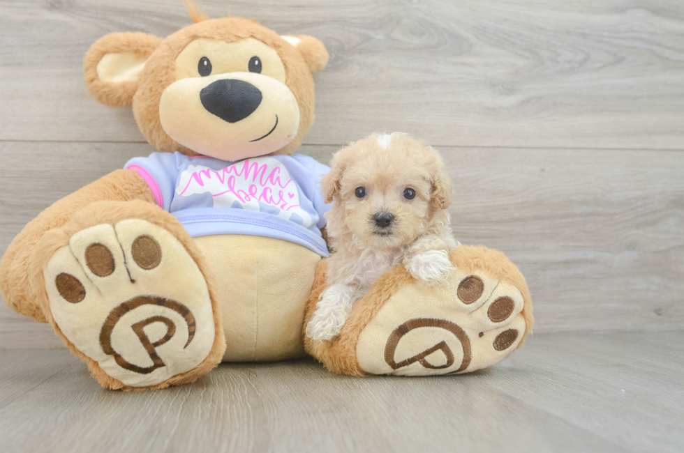 7 week old Maltipoo Puppy For Sale - Florida Fur Babies