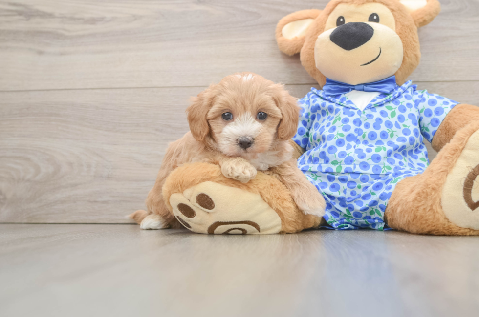 5 week old Maltipoo Puppy For Sale - Florida Fur Babies