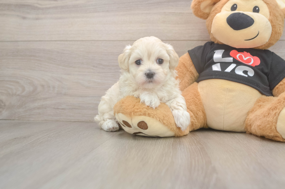 5 week old Maltipoo Puppy For Sale - Florida Fur Babies