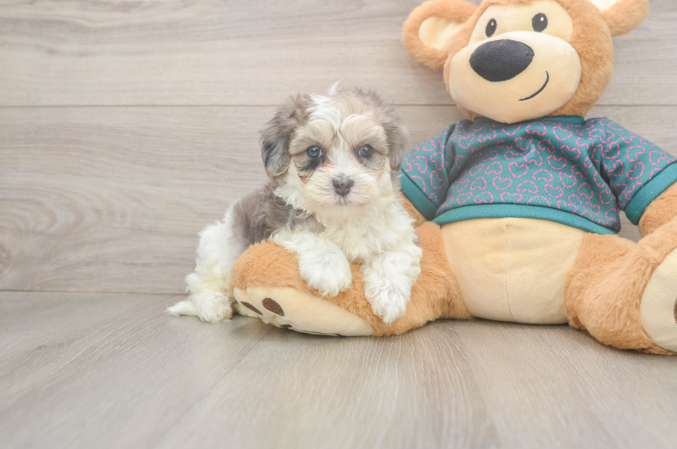 5 week old Maltipoo Puppy For Sale - Florida Fur Babies