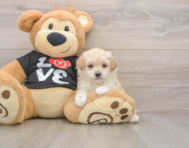 7 week old Maltipoo Puppy For Sale - Florida Fur Babies