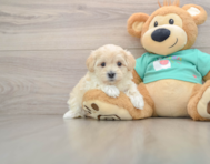 7 week old Maltipoo Puppy For Sale - Florida Fur Babies
