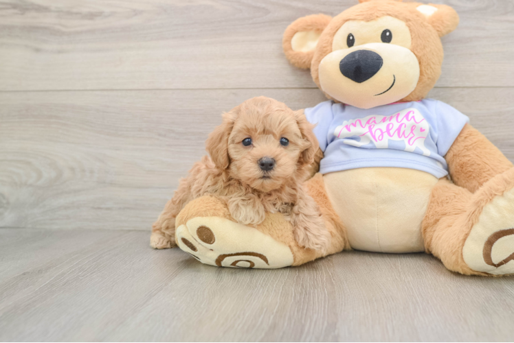 Petite Maltipoo Poodle Mix Pup