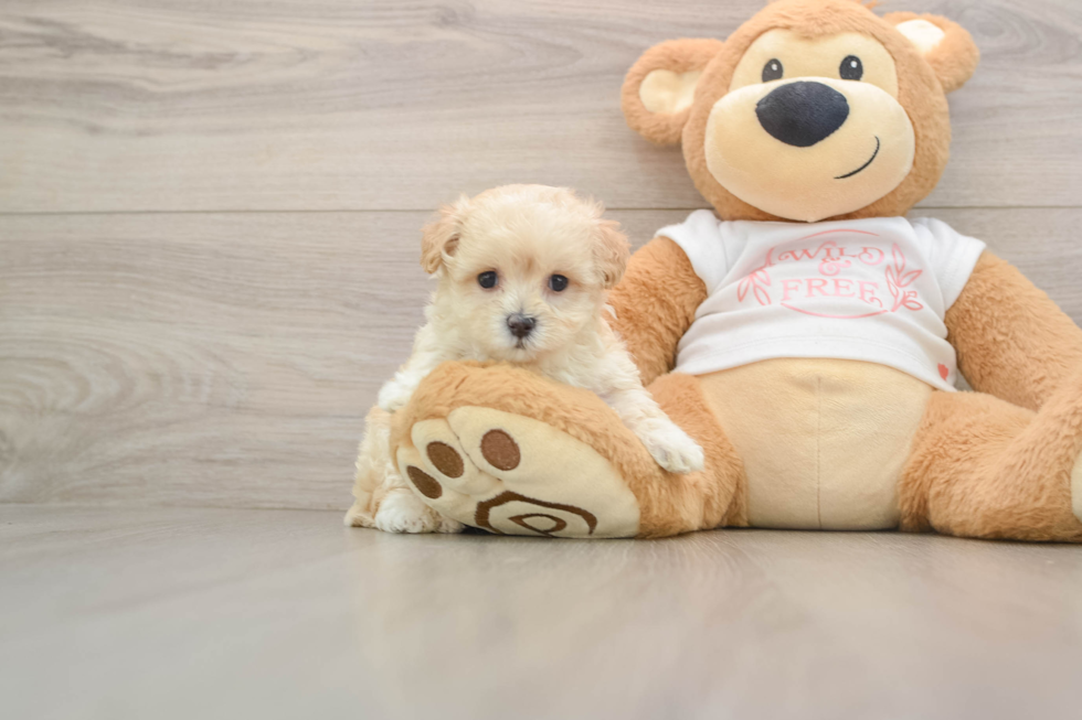 Petite Maltipoo Poodle Mix Pup