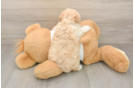 Maltipoo Puppy for Adoption